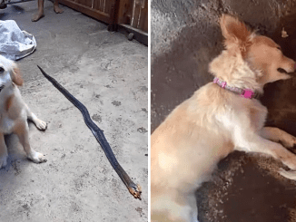 Demonstrating incredible bravery and selflessness, the dog bravely risks his life to confront a venomous snake, sharing a tender smile before ultimately succumbing to protect his owner