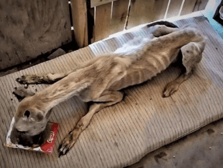 Starving, Thirsty, And Emaciated A Poor Dog Was Chased Away Mercilessly From A Car