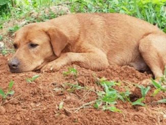 A Puppy’s Poignant Homage To His Fallen Brother, Enveloping The Town In A Veil Of Melancholy