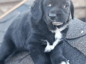 Dog Begs Them To Look At Her Heart And To Not Afraid Of Her Appearance