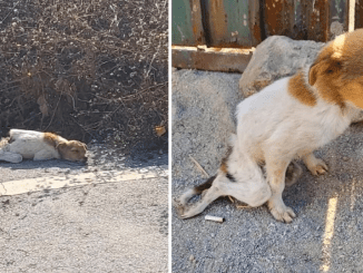 Dragging, Collapsing On Invisible Tears: The Heartbreaking Story Of An Abandoned And Helpless Dog, Desperately Begging For Help In A Sea Of Cold Hearts But Only Receiving Ignorance ‎