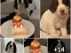 Pawsitively Paw-some Celebration: A Doggone Fun Birthday Bash for Our Furry Friend