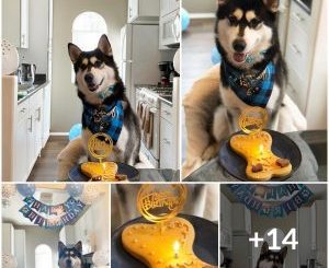 Fur-tastic Festivities: Planning the Ultimate Birthday Paw-ty for Your Canine Companion!