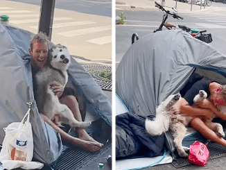 Building a touching connection, a canine and a person experiencing homelessness discover comfort and happiness in their mutual companionship