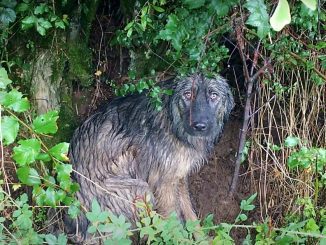 The poignant loyalty of an abandoned dog is showcased as it waits in the pouring rain for its family to return, heartbreakingly hoping for their reappearance