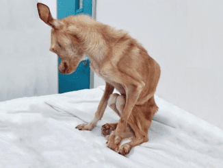 From Malnutrition To Dazzling Beauty: The Magical Transformation Of A Chihuahua, Celebrating The Power Of Compassionate Love