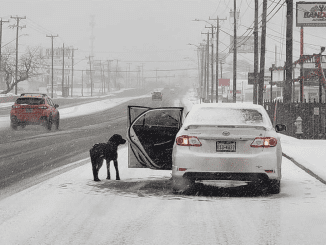 The Woman’s Kind-Hearted Nature Drove Her To Save The Dog Stranded On A Snow-Covered Road