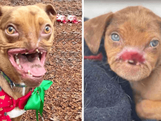 From Struggles To Joy: The Remarkable Journey Of The World’s Ugliest Dog, Overcoming Challenges And Finding Happiness