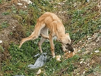 Stray Dogs Were Left To Starve For Several Days Until They Were Reduced To Skin And Bones