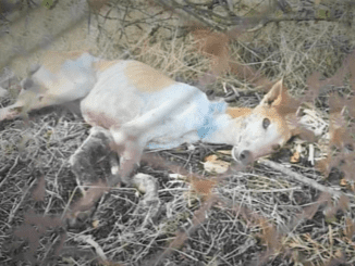 Dog Was Lying Motionless Over The Fence Ate By Flies After He Lost A Race And They Abandoned Him