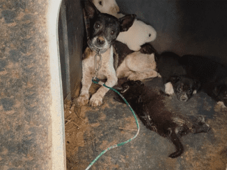 Mother Dog Tied Up, Heartbroken Seeing Puppy Being Attacked By Another Dog But Unable To Protect