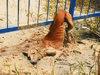 Poor Dog Stuck In The Fence Is Desperately Calling For Help People Around In A Weak Voice But Can’t Get Out