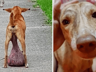 A Vulnerable Stray Dog Was Discovered Lying On The Ground Unattended For A Prolonged Period, Burdened By A Large Tumor, In Need Of Urgent Help