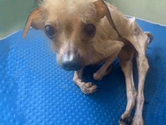 She Was Emaciated, Reduced To Mere Skin And Bones, Utterly Debilitated When She Was Finally Rescued.