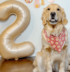 Paws and Celebrate: Unleashing Fun on Your Dog’s Birthday Bash!