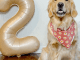 Paws and Celebrate: Unleashing Fun on Your Dog’s Birthday Bash!