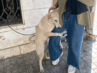 Homeless Dog’s Journey To Reunite With True Owner Brings Tears