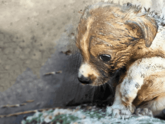 Rescued Puppy From Dumpster Begins Tough Survival Journey, Facing Odds To Overcome Challenges