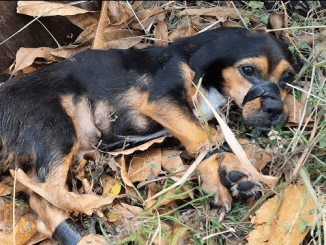 The Incredible Story Of A Sick Puppy Lost In The Trash, Serendipitously Saved By A Guardian Angel