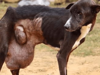 Aged Stray Dog ​​Wanders The Street For 10 Years With Enormous Pain