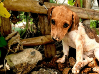 No One Wanted This Dog, So I Аdoрted Her. This Puppy’s Reaction Of Getting Аdoрted Is Awesome 🐕‍🦺