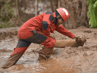 In An Emotional Story, The Dog Finds Himself Trapped In The Quicksand