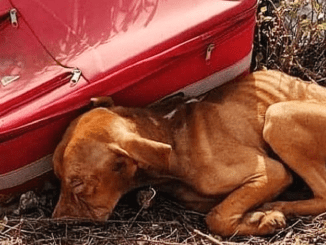 Surviving Under The Abyss: Painful, Cruel, The Image Of A Puppy Abandoned In The Abyss Next To A Small Box, Challenging The Cruel Hand Of Fate Made Us Cry