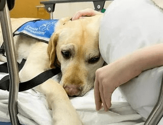 A Dog Transforms Into A Protector, Gives Warmth And Love To A Young Person In A Hospital Bed