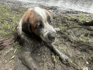 A Bachelor Party Takes An Unexpected Turn Upon Hearing A Dog’s Barks In The Mud, Sparking An Unforgettable Rescue Mission