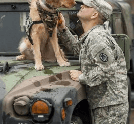 Efficient Dog Leaves His Master At The Airport After A Year Of Military Service