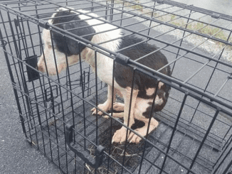 Rescue A Dog Who Was Left Drifting In A Fast-Flowing River By His Owner