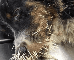 Terrified At The Moment Of Rescuing The Poor Dog With 350 Porcupine Spines Stuck All Over His Face, Causing Him To Collapse In Pain ‎