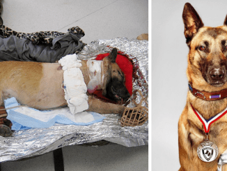 A Hero’s Connection: Soldier Embraces Severely Injured Military Dog, Forever Grateful For Life-Saving Acts