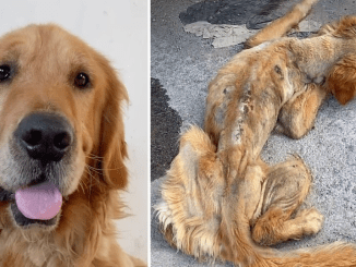 A Near-Death Golden Retriever Stray Undergoes A Remarkable Transformation Following A Rescue