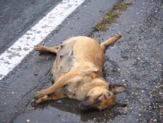 Sympathy For The Exhausted Pregnant Dog Who Fainted On The Side Of The Road, Desperately Seeking Help In Hopes Of Saving The Lives Of Her Unborn Babies, Eliciting Sorrow In The Community