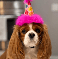 A Pawsome Birthday Celebration