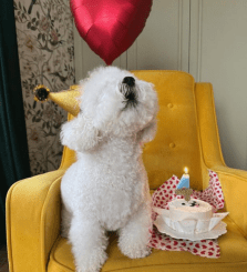 A Paw-some Birthday Celebration: A Dog’s Special Day