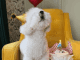 A Paw-some Birthday Celebration: A Dog’s Special Day