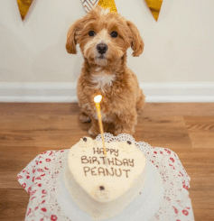 A Pawsome Birthday Celebration: A Day in the Life of a Dog’s Birthday