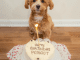 A Pawsome Birthday Celebration: A Day in the Life of a Dog’s Birthday