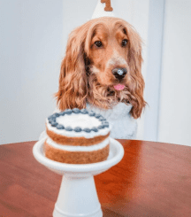 A Tail-Wagging Celebration: A Day in the Life of a Pup’s Birthday