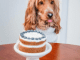 A Tail-Wagging Celebration: A Day in the Life of a Pup’s Birthday