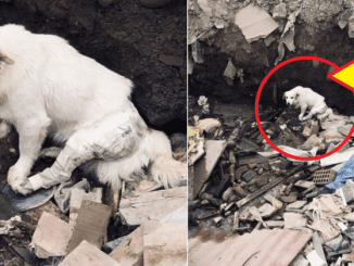 A Wounded Dog, Forsaken By Its Owner In A Landfill, Found Salvation As A Compassionate Individual Rescued And Adopted It