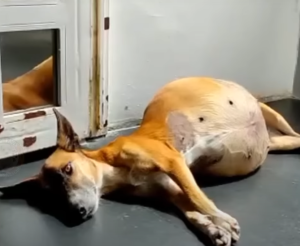 Perilous Journey: Pregnant, Forsaken, And Powerless – The Heartbreaking Story Of A Dog With A Tragic Fate, Striving For Survival