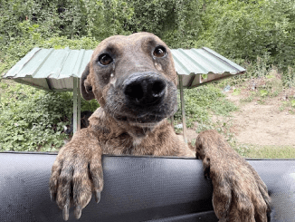 A Pregnant Dog In Desperate Need, Who, Overwhelmed With Tears, Hopped Into My Car And Pleaded For Assistance