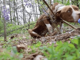 Emaciated Pit Bull Discovered Chained To A Tree Undergoes A Heartwarming Transformation Into The Most Affectionate Dog Post-Rescue.