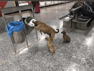 Witnessing The Scene Of A Mother Desperately Searching For Food In The Trash To Feed Her Exhausted Children