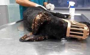 Heartbreaking Scene: The Stray Dog ​​Covered In Thousands Of Ticks Was In Extreme Pain And Was Rescued By Doctors