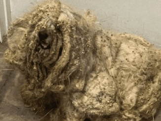 Underneath The Horribly Matted Dog Was A Beautiful Boy Who Finally Got A Chance For A New Life