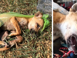 Abandoned And Heartlessly Thrown Into The Trash, A Puppy Found Salvation Through The Kindness Of A Compassionate Guardian Angel Who Came To Its Rescue